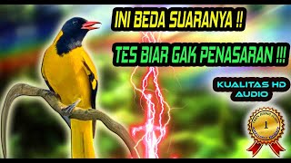 Pancingan Burung Gacor Full Isian Paling Joss