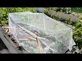 Using netting to deter cabbage white butterfly