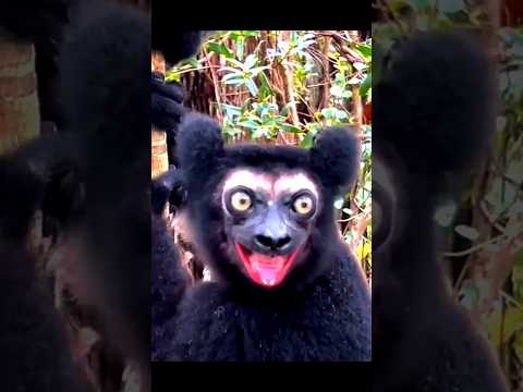 Monkeys are awesome 💀