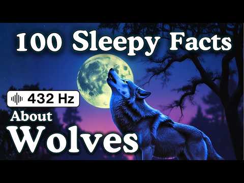 The Most Relaxing Facts About Wolves to Fall Asleep To — No Adverts