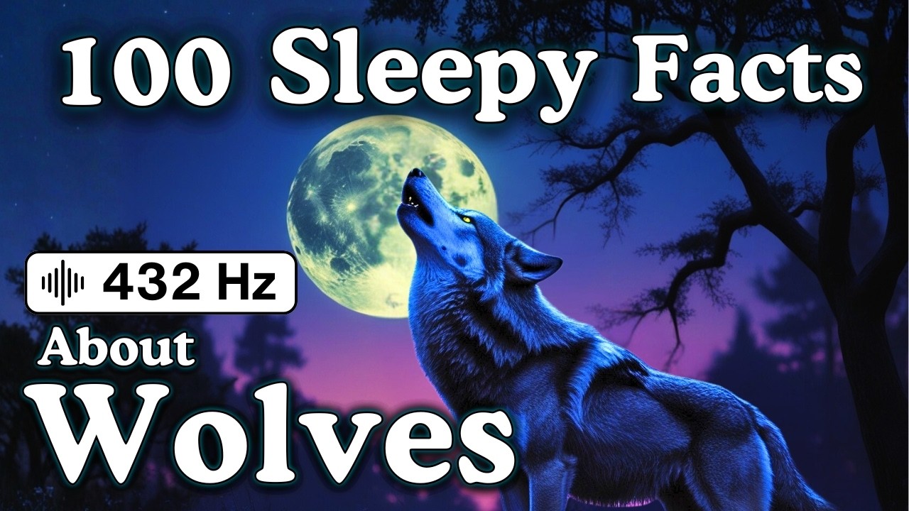 The Most Relaxing Facts About Wolves to Fall Asleep To — No Adverts