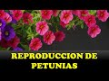 🌹COMO PLANTAR PETUNIAS