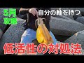 こんな場所に親イカ回遊。エギを見せるエギングアクションで5月の春イカ攻略へ