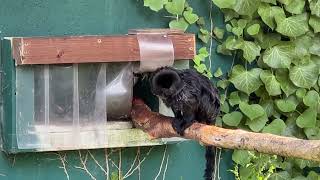 Welsh Mountain Zoo Goeldi's Monkeys