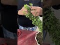 Child Heart in Mother’s Hand - Jade Plant Topiary Tutorial💖👩‍👧  #shorts #motherlove #topiary