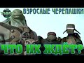 Грустное будущее Черепашек-ниндзя | Мультсериал 1987, 2003 (2009) и 2012 годов