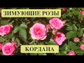 РОЗЫ КОРДАНА. ЗИМУЮЩИЕ БЕЗ УКРЫТИЯ. КОЛОКОЛЬЧИК САДОВЫЙ. Roses in the garden.  Landscape design.