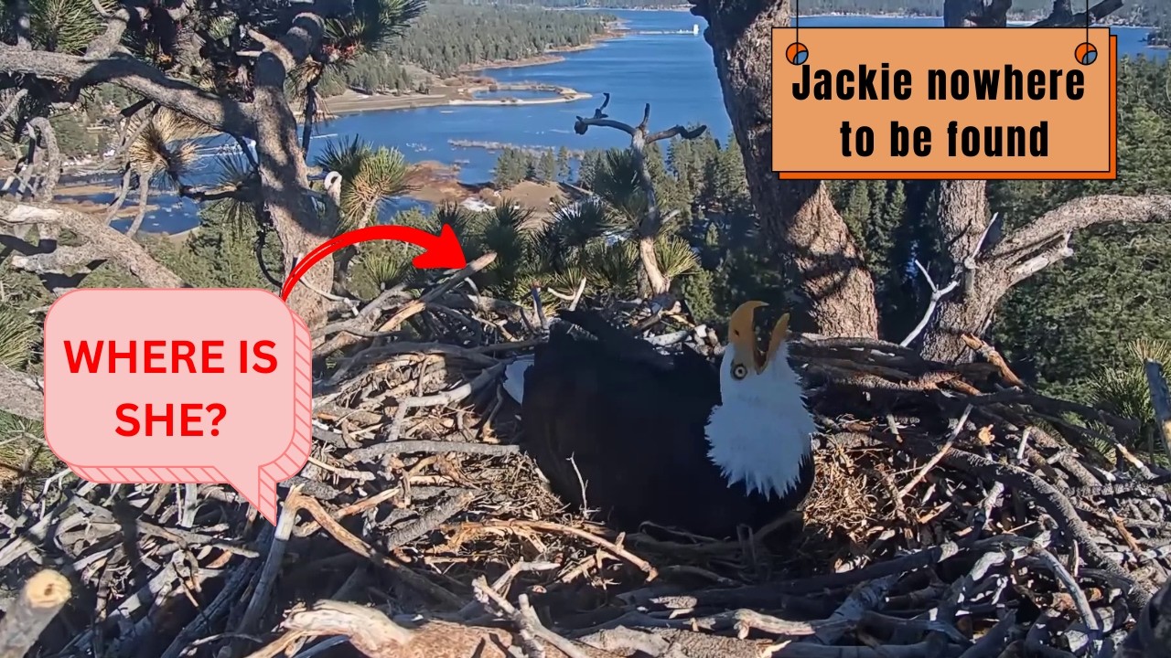 Shadow All Alone! 😰 Jackie Missing - He'll Incubate Overnight! | Big Bear Eagles 2026