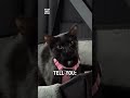Gotta tell my cat this important message 😂🐱                 🎥: tuan pham via ViralHog