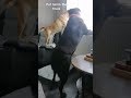 put him in the truck #shortsfeed #dog #shortvideo #sound
