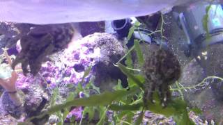Cuttlefish Begging for Food