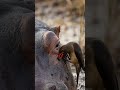 The bird removes ticks and parasites from the rhino's thick skin #4khdr #africansafari #aivideo