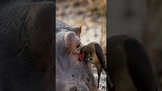 The bird removes ticks and parasites from the rhino's thick skin #4khdr #africansafari #aivideo