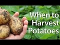 When to Harvest Potatoes - Simplest Method!