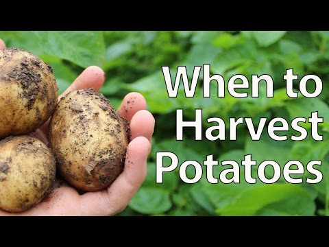 When to Harvest Potatoes - Simplest Method!