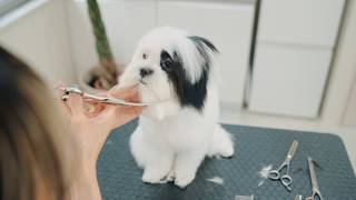 How does a Japanese spaniel and Maltese mix puppy change after their first grooming?