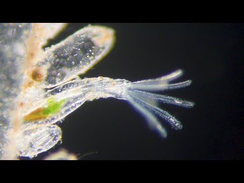 Видео: Живот в епруветка: морфология на Ctenostome Bryozoan Hypophorella Expansa