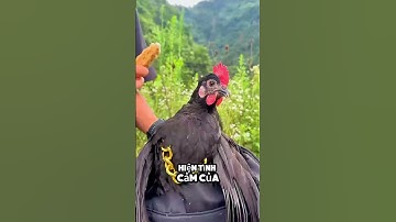 anh chàng này đã yêu một con gà nhưng điều khủng khiếp đã xảy ra #shorts