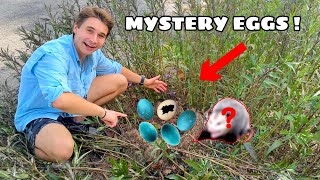 UNCOVERING MYSTERY EGGS AT MY ZOO !