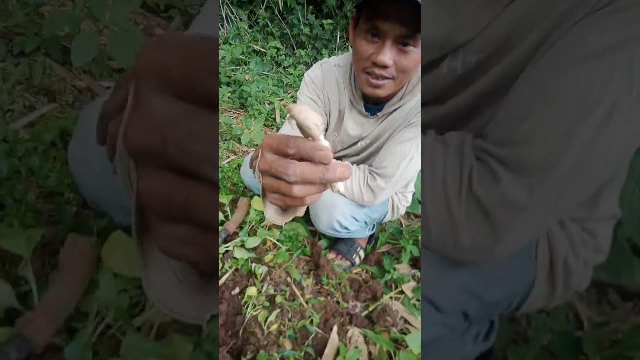 Serunya rebutan jamur trucuk bersama teman ber petualang