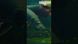 Samudra ka anokha Jeev #ganga #samudra #aribyma fish #shortsviral @discoveryplusIndia #discovery