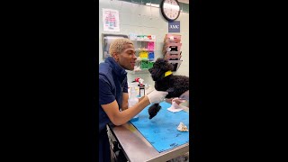 AMC #VeterinaryAssistant Ricardo Discusses His Role and Favorite Animal by The Schwarzman Animal Medical Center 92 views 2 months ago 1 minute, 17 seconds