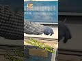 Precision Mechanical Cutting of Laurel Ceramic Fiber Blanket Rolls