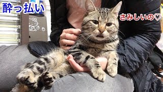 またたびに酔っ払って甘えるフリして妹を誘惑してきた猫ｗ