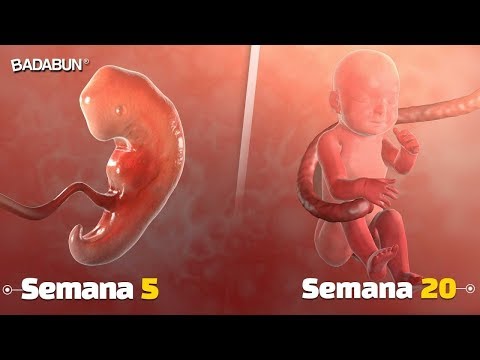 Video: ¿Cómo crece un bebé dentro de ti?