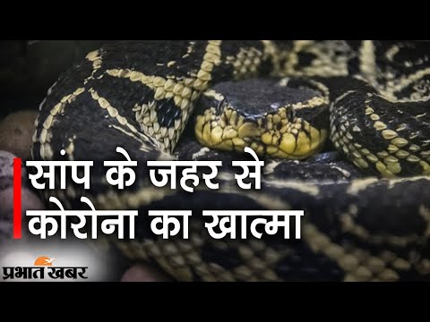 Viper के Venom से Corona का काम तमाम, Brazil के Researchers की Study में खुलासा | Prabhat Khabar