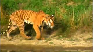 Tiger in Chitwan Nepal| Chitwan National Park Nepal