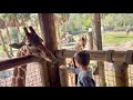 Jack Jack’s Kindergarten Field Trip to Jacksonville Zoo!