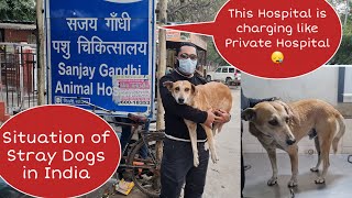Struggle of a Stray Dog in India. Taking sheru to sanjay gandhi animal care hospital.