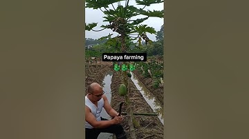 Methods To Dwarf A Papaya Tree #farming #agriculture #ideas id