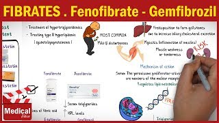 Pharmacology [CVS] 31- Antihyperlipidemic Drugs ( 3-  Fibrates [ Fenofibrate - Gemfibrozil ] )