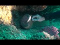 Scuba Diver handling Moray Eel, it enjoys it .....................