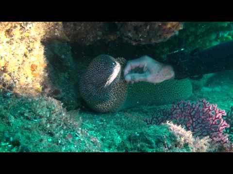 Video Scuba Diver handling Moray Eel, it enjoys it .....................