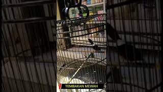 Murai Batu Prestasi Tembakan Ngeri Pas Buat Pancingan