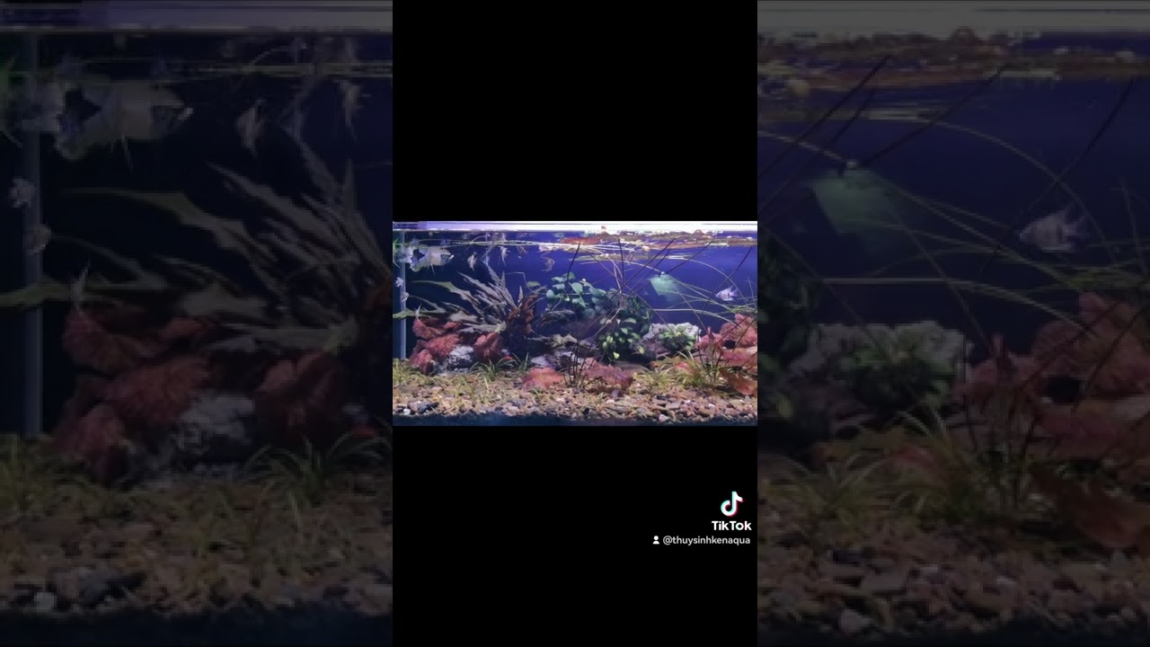 Layout đơn giản cho hồ shalow 1m2 40 28 - YouTube