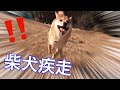 柴犬の疾走感ある走りっぷりをとくとご覧あれ GoPro HERO7 ゴープロ