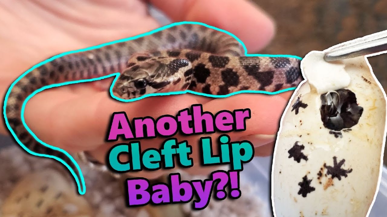 Baby snake is an expert at playing dead 🐍, This newborn hognose snake is  such a drama queen! 🐍🤣, By Furry Tails