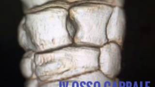 Equivet Roma Hospital-Il Carpo Horse Cavallo