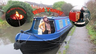 Wild Tansy