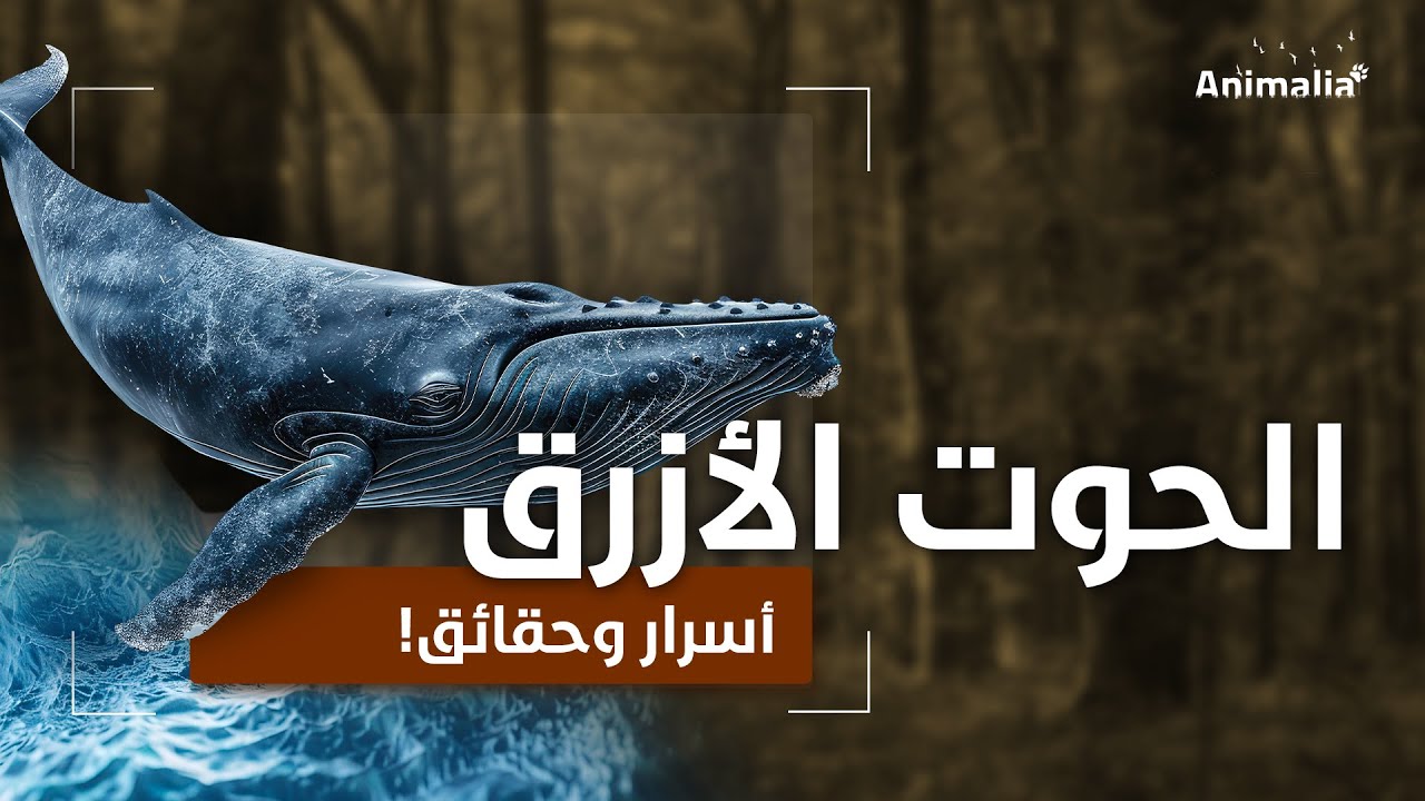 الحوت الأزرق | عملاق المحيطات | أضخم حيوان في التاريخ - YouTube