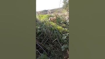 Ghillie Makes Me Invisible To NATURE