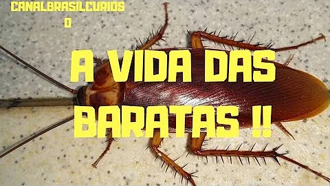 Como é o ciclo de vida das baratas?