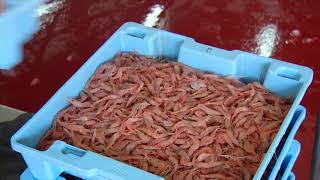 Pescados de la Costa de Granada