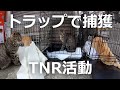 罠に掛かった野良猫たちの運命は？-TNR物語