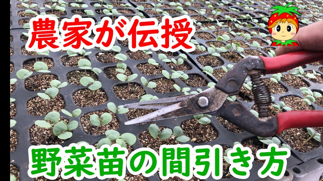 野菜苗の間引き方【エゴマ】ハサミで間引いて選別する方法 - YouTube