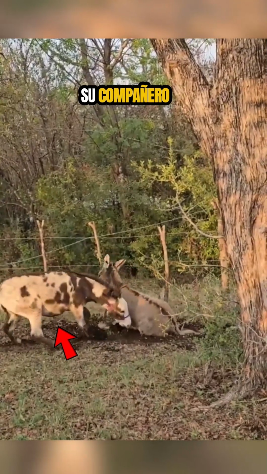 ¡Lo que hizo este burro te dejará sin palabras! ??